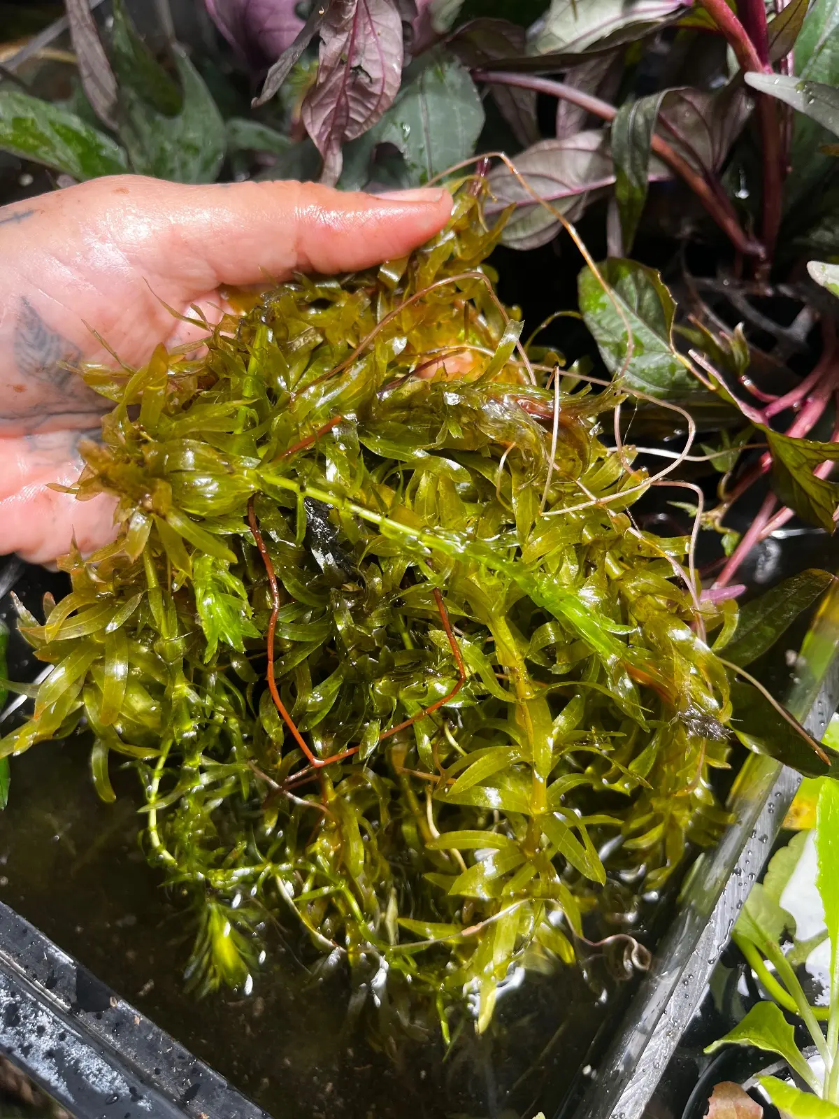 Aquarium plants , photo 1 of 1