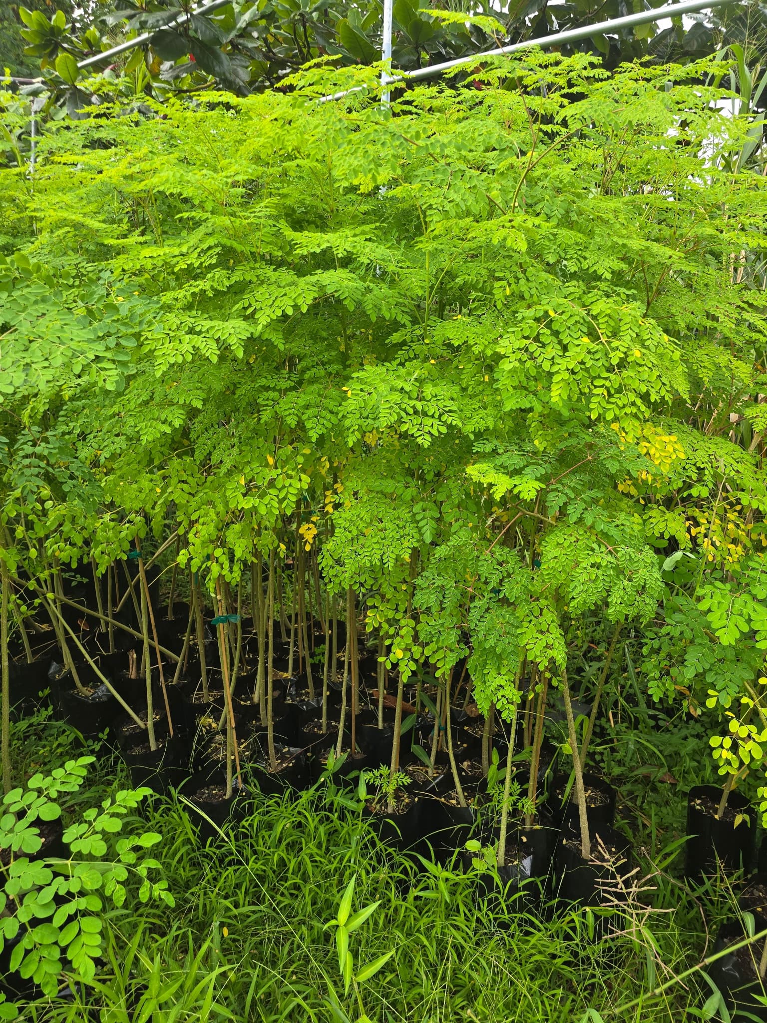 Moringa (Moringa oleifera), photo 1 of 1