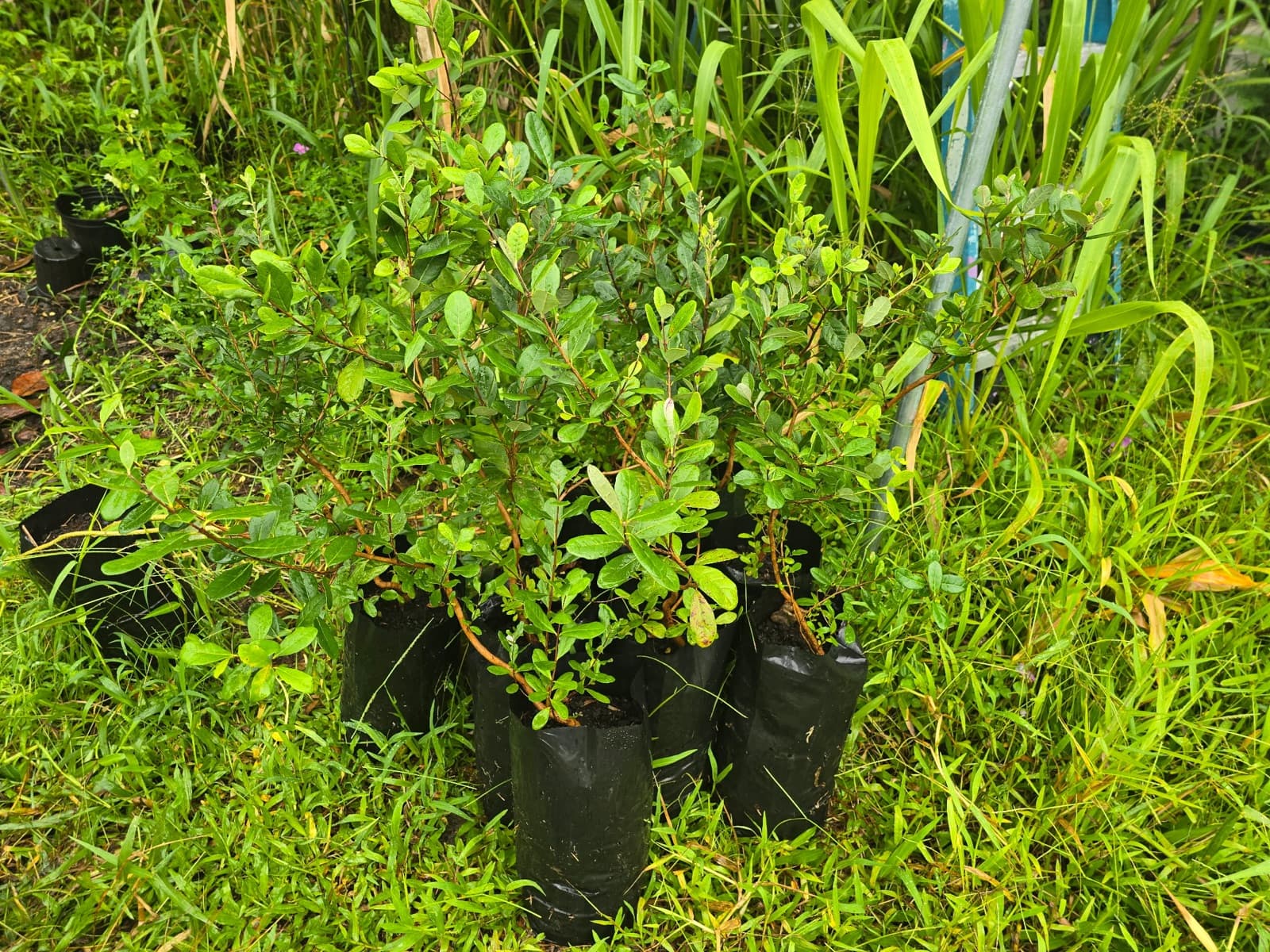 Pilo (COPROSMA OCHRACEA), photo 1 of 1