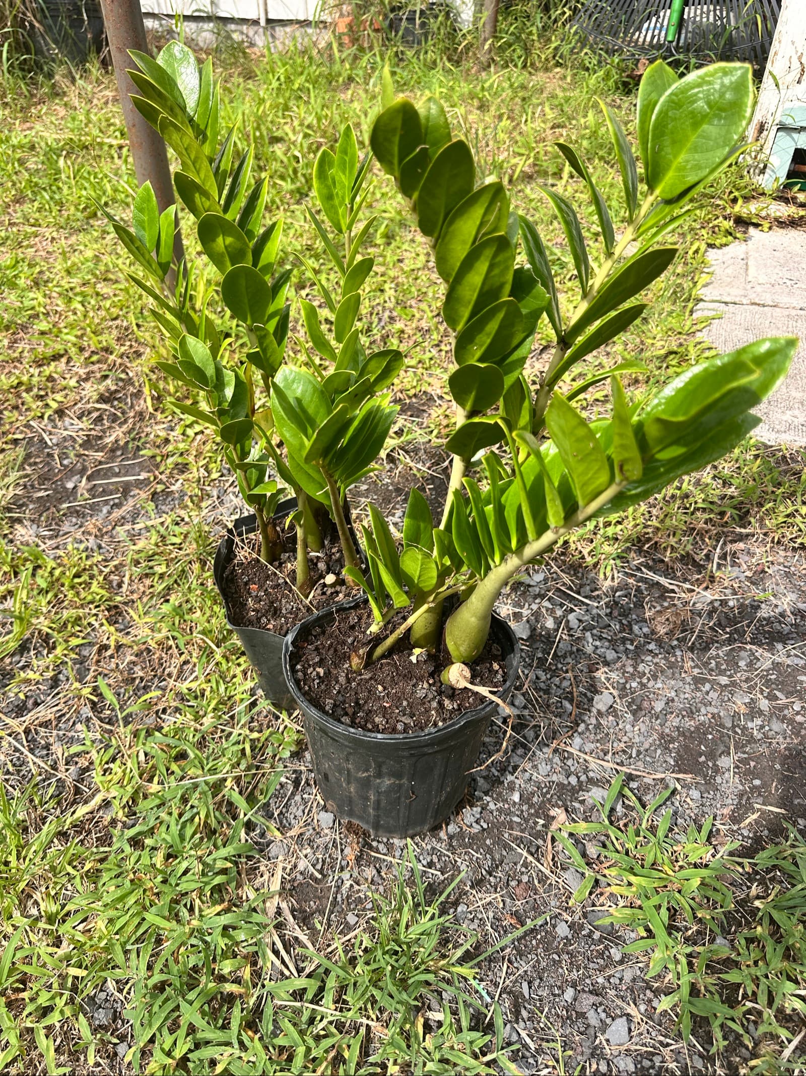ZZ Plant, photo 1 of 1