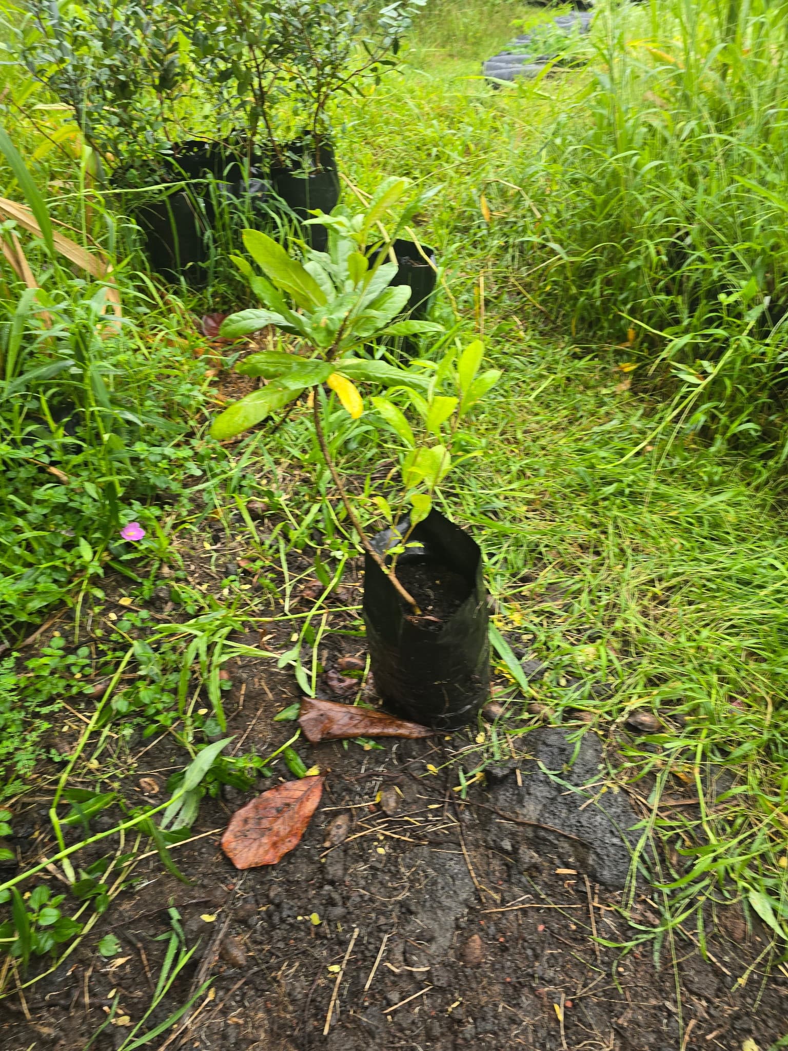 HŌʻAWA (Pittosporum confertiflorum), photo 1 of 1