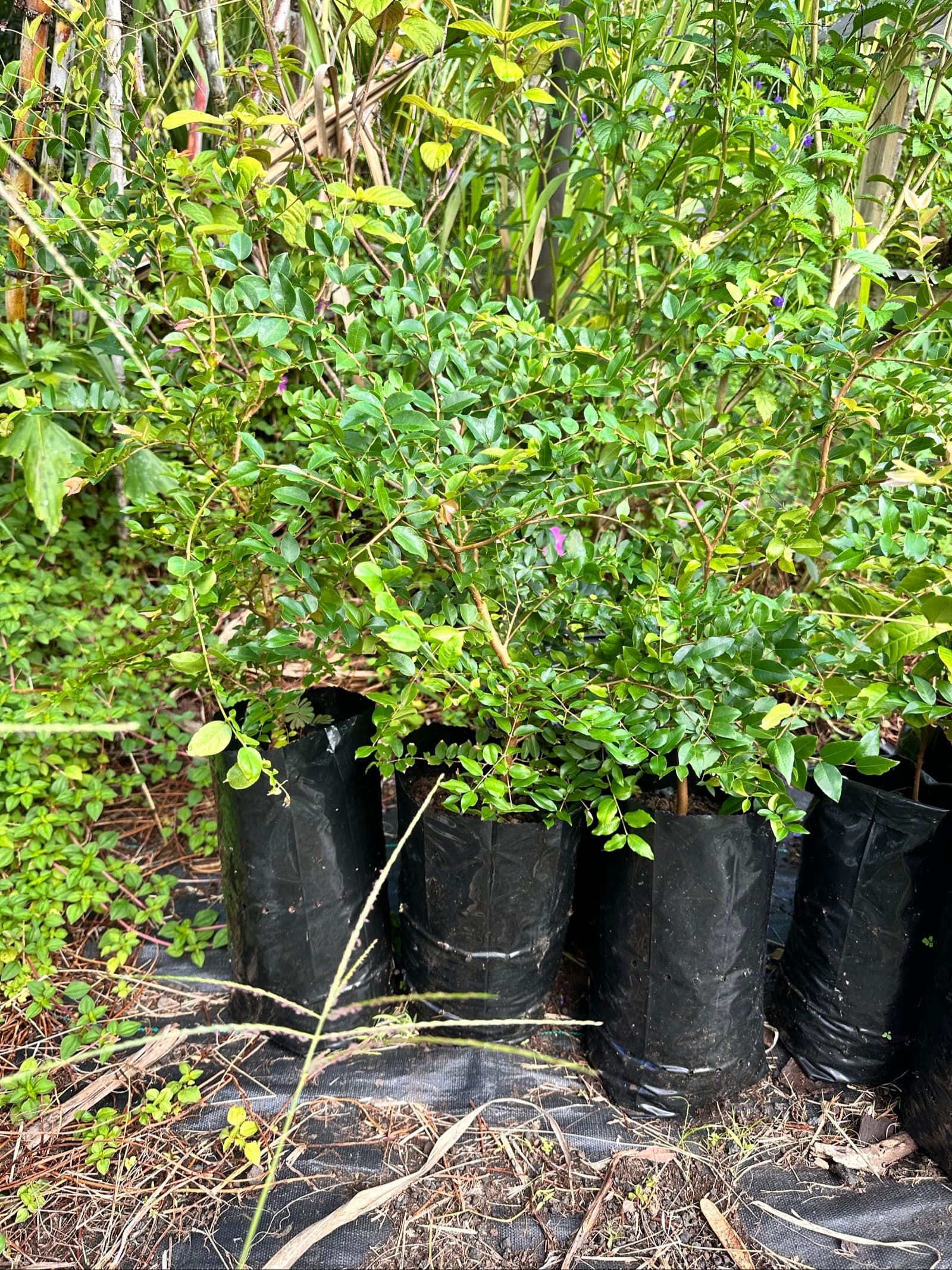 Jaboticaba (Plinia Cauliflora), photo 1 of 1