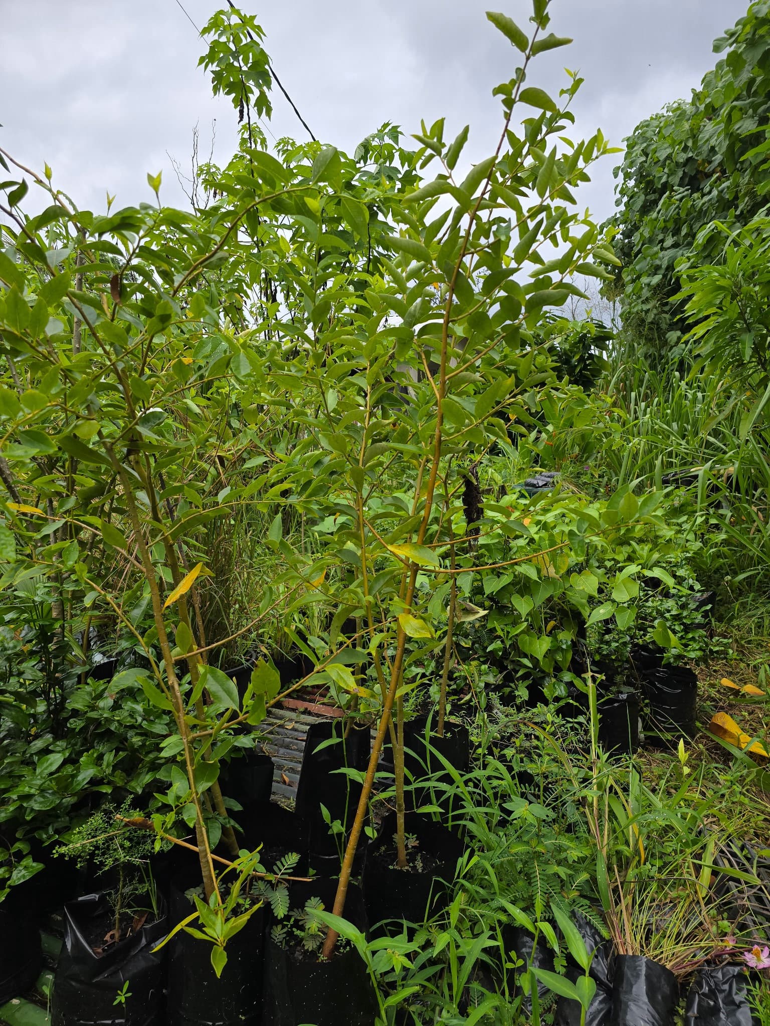 Akia (Wikstroemia sandwicensis), photo 1 of 1