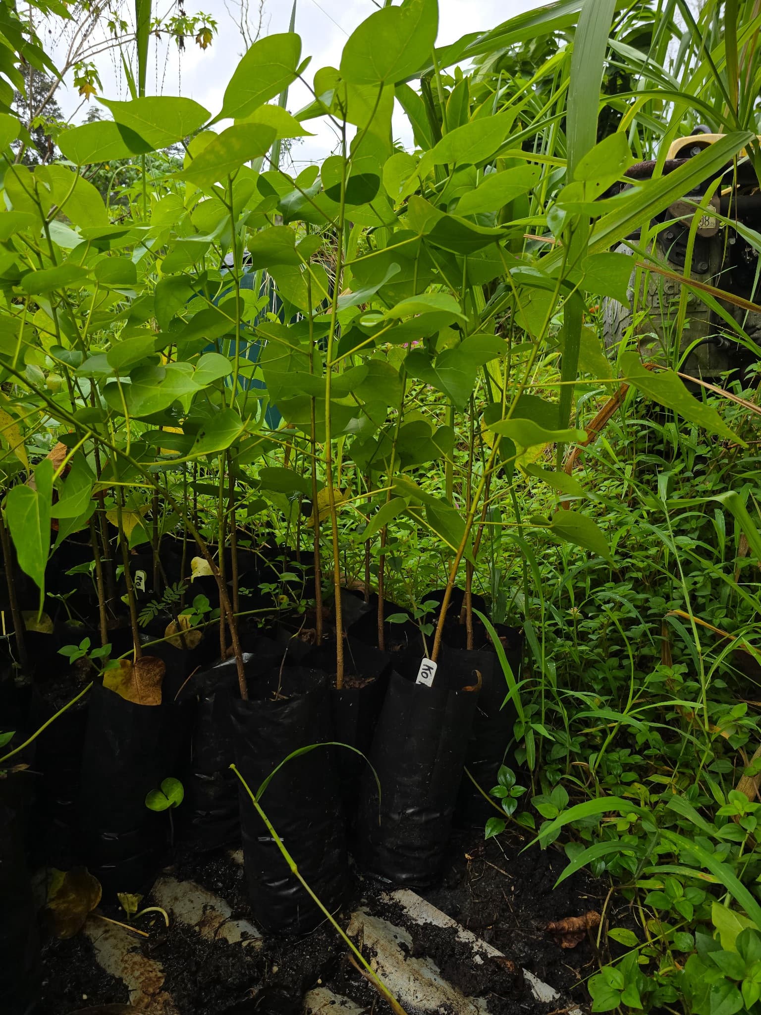Milo (Thespesia populnea), photo 1 of 1