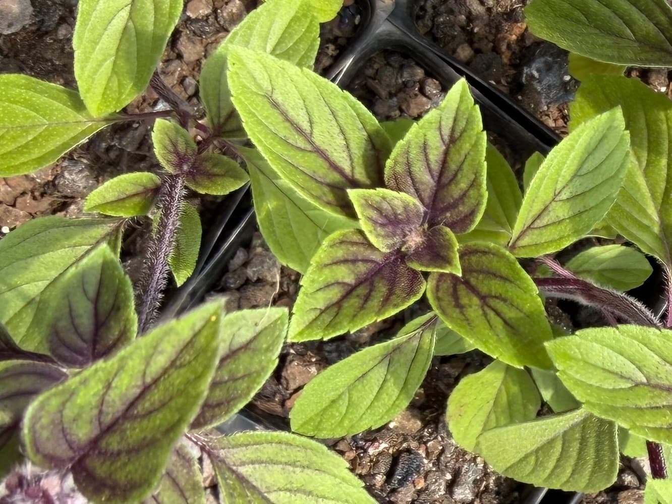Potted Thai Basil, photo 1 of 1
