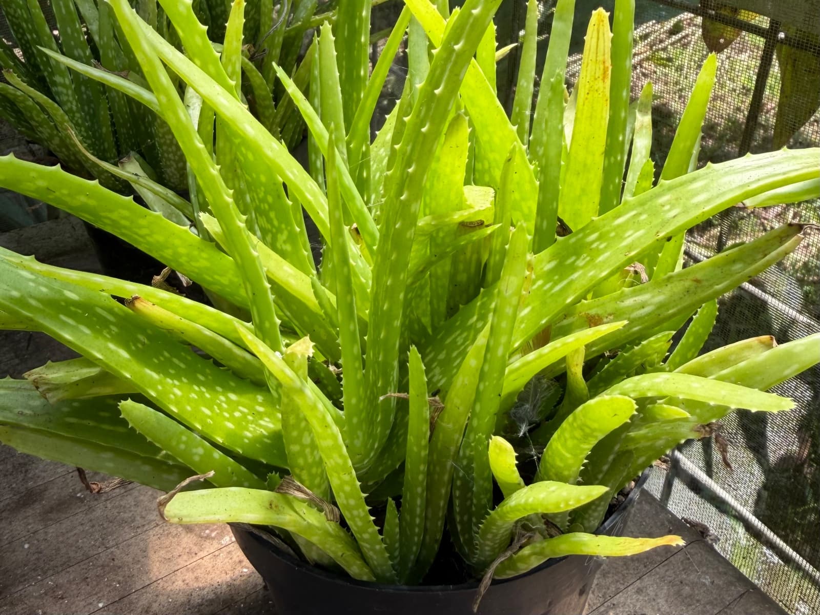 Potted Aloe, photo 1 of 1