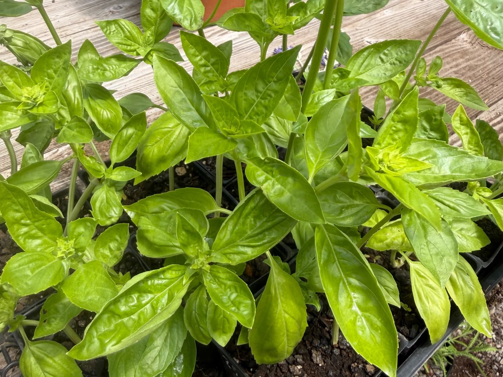 Potted Italian Basil, photo 1 of 2