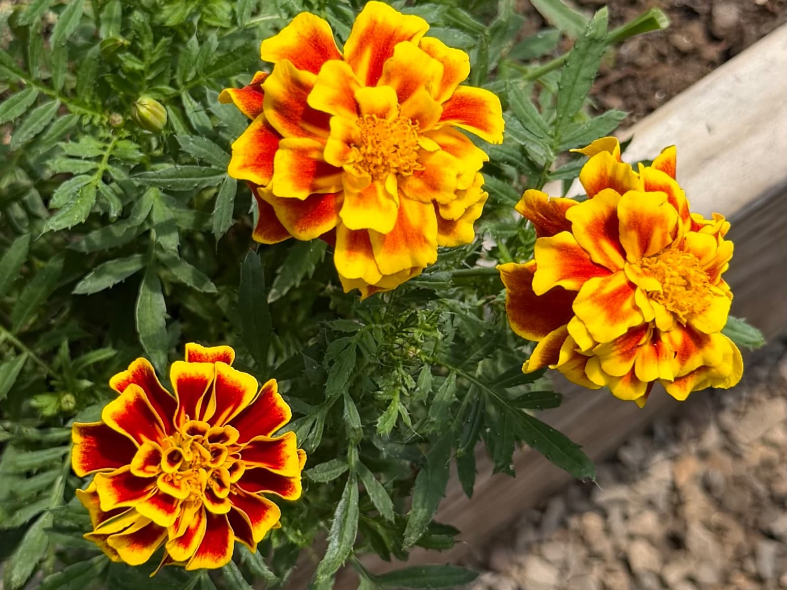 Potted Marigolds, photo 1 of 4