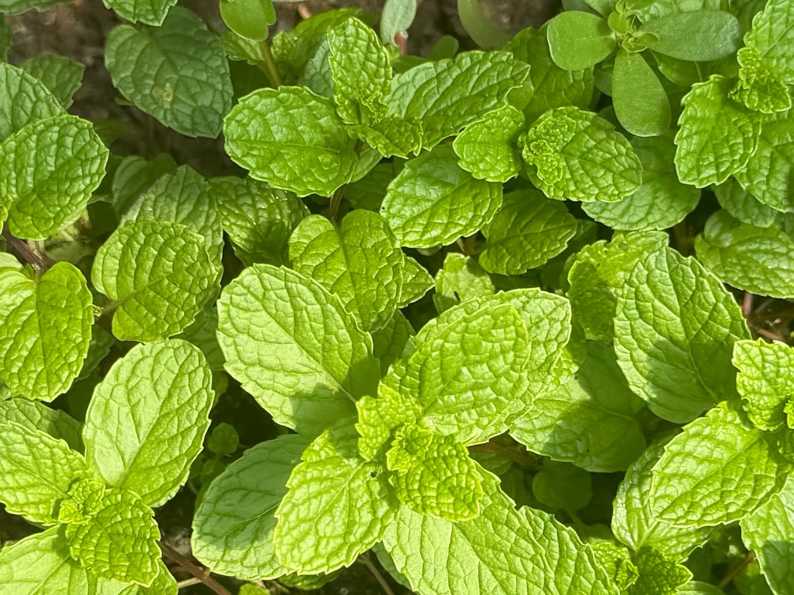 Potted Mojito Mint, photo 1 of 2