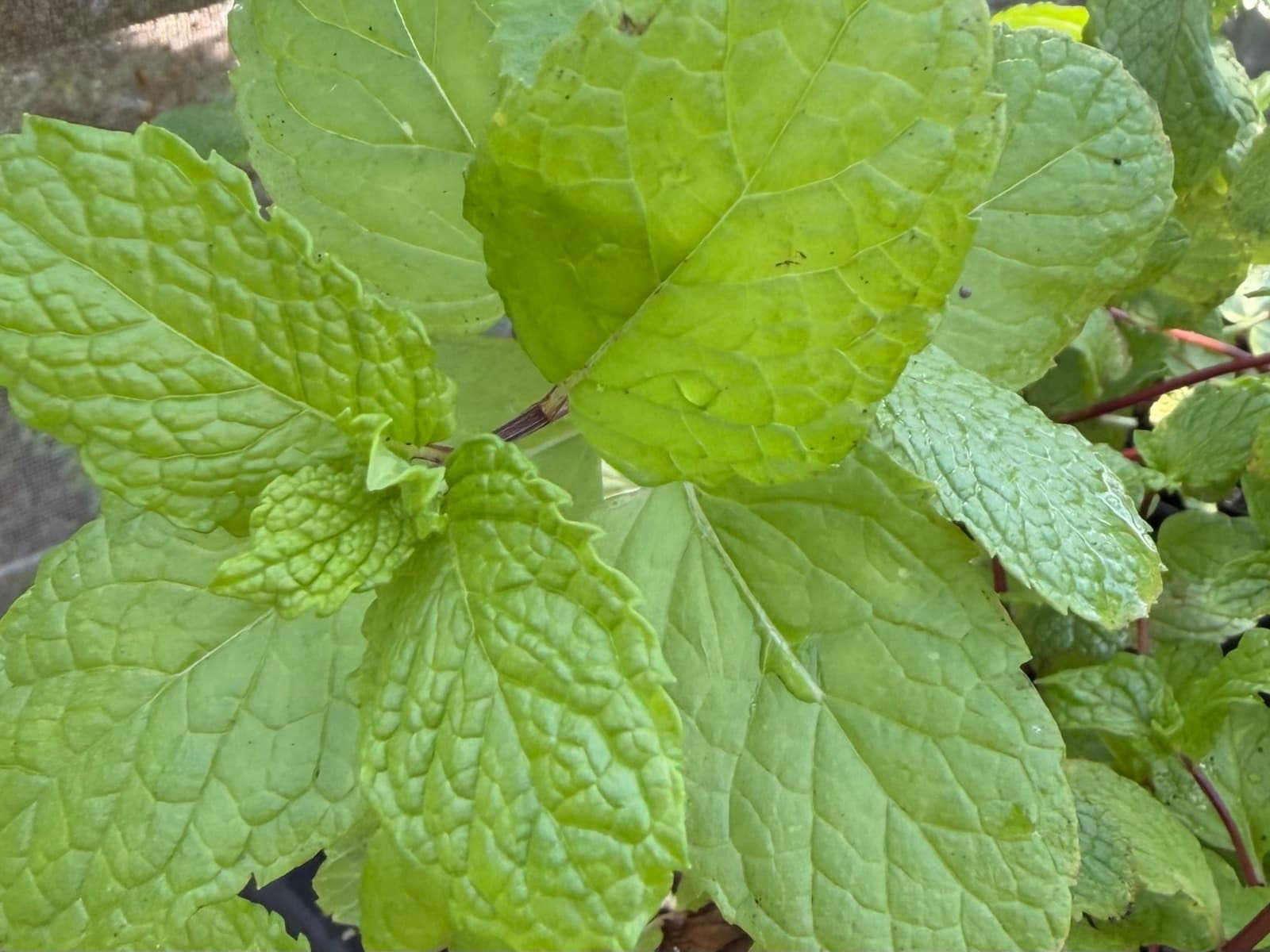 Fresh Mojito Mint, photo 1 of 1