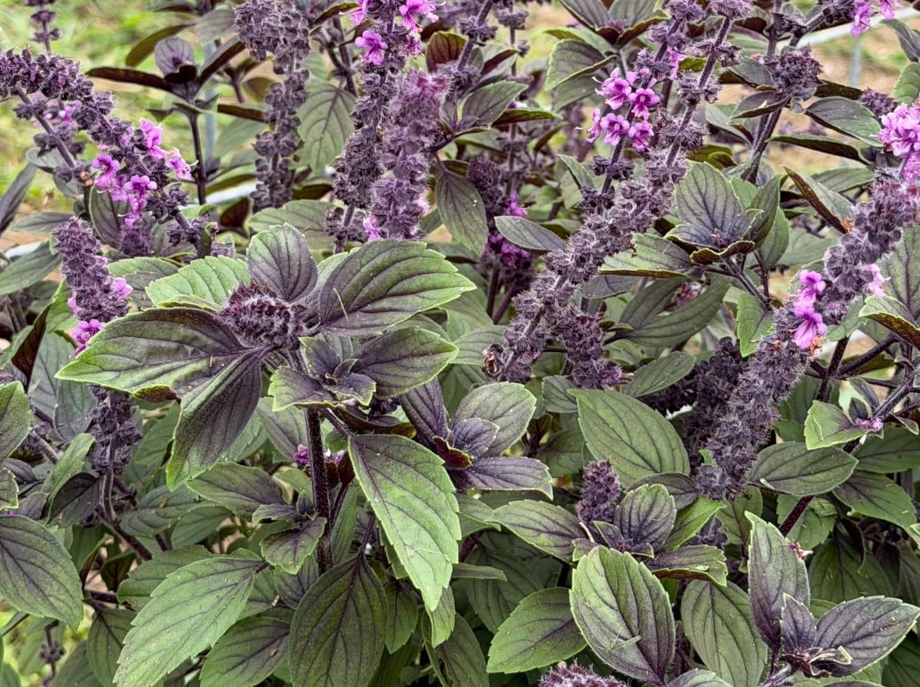 Fresh Thai Basil, photo 1 of 1
