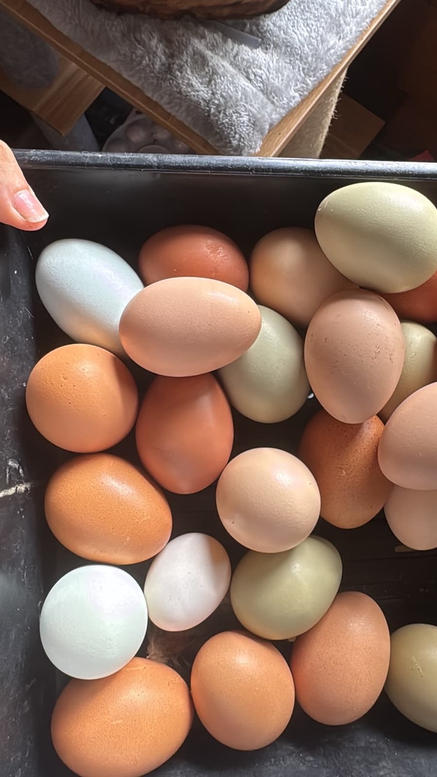 Farm fresh eggs from hand raised happy hens, photo 1 of 4