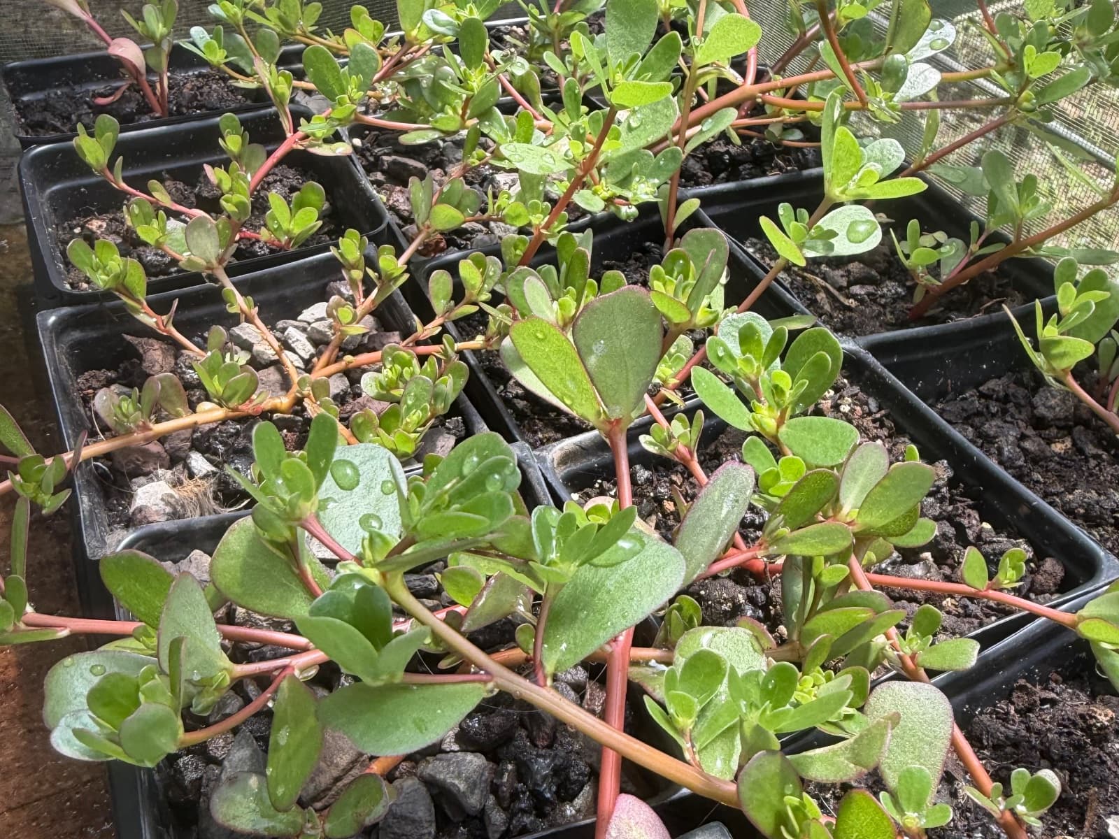 Potted Purslane, photo 1 of 1