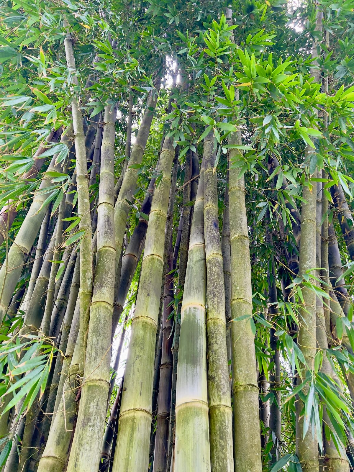 Bamboo, photo 1 of 3