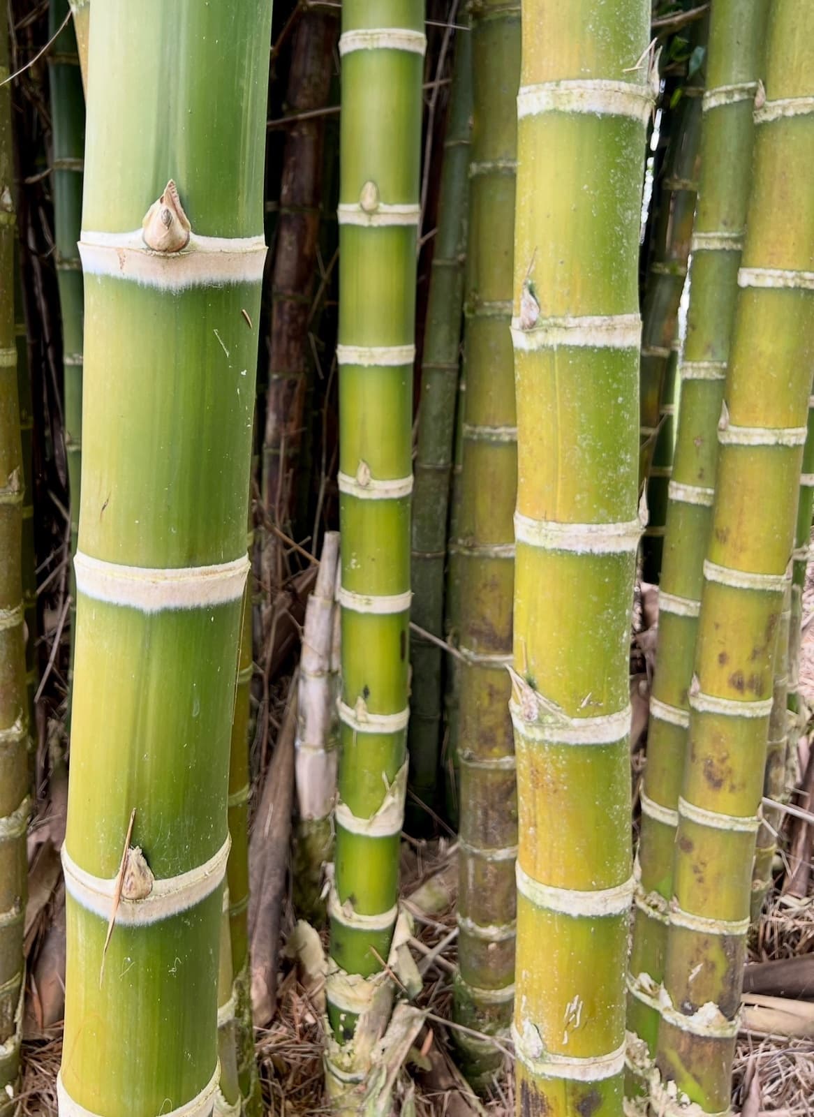 U-Cut Timber Bamboo, photo 1 of 4