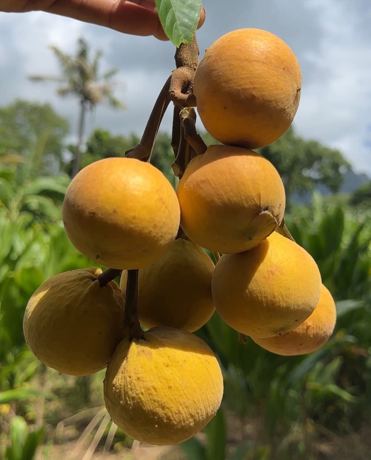 Santol (Cottonfruit), photo 1 of 2