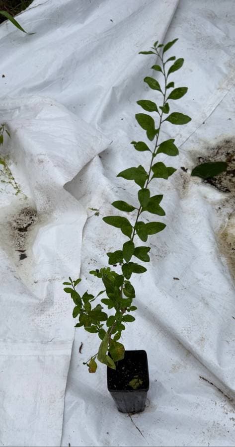 Goji Berry (Lycium barbarum), photo 1 of 1