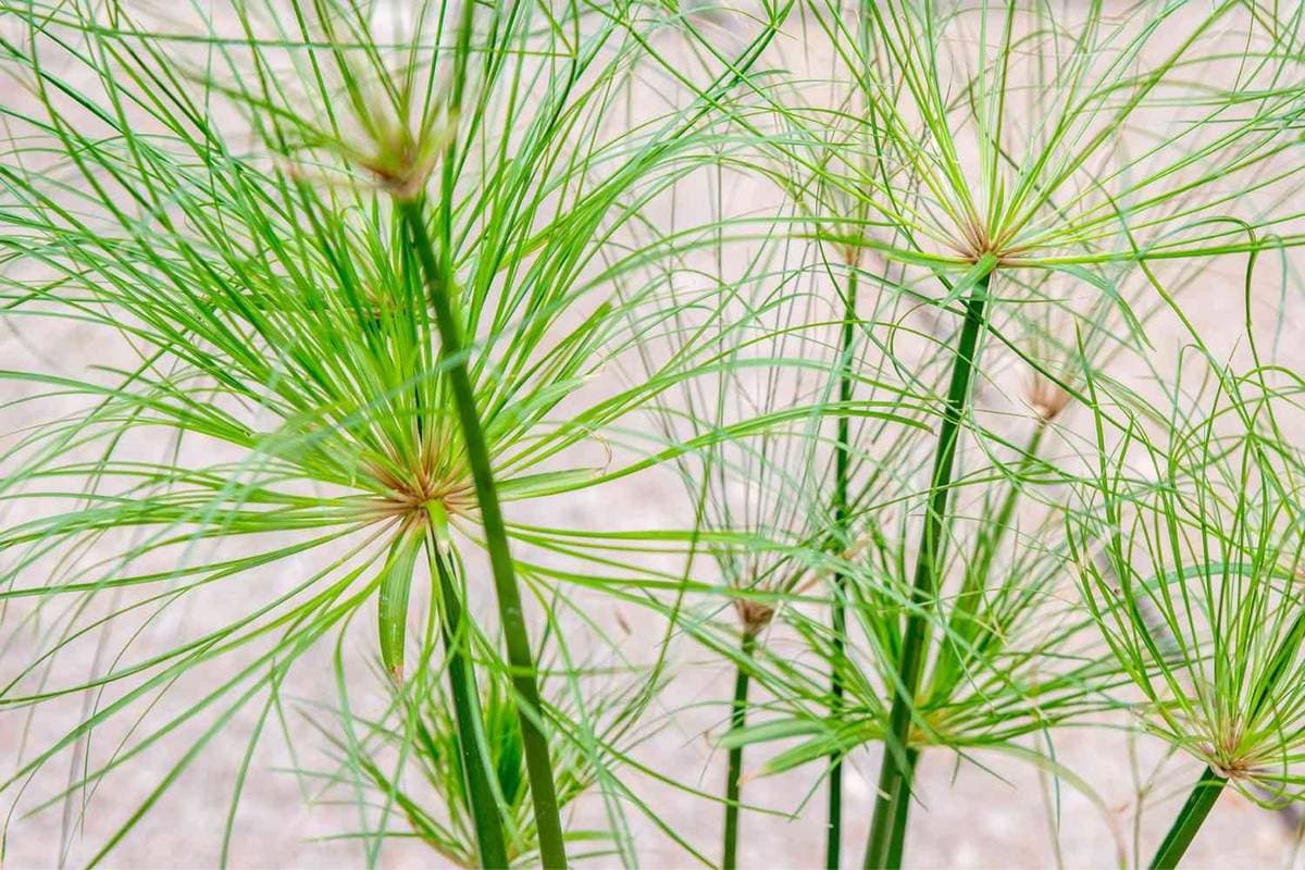 Papyrus bare-root(Cyperus papyrus), photo 1 of 2