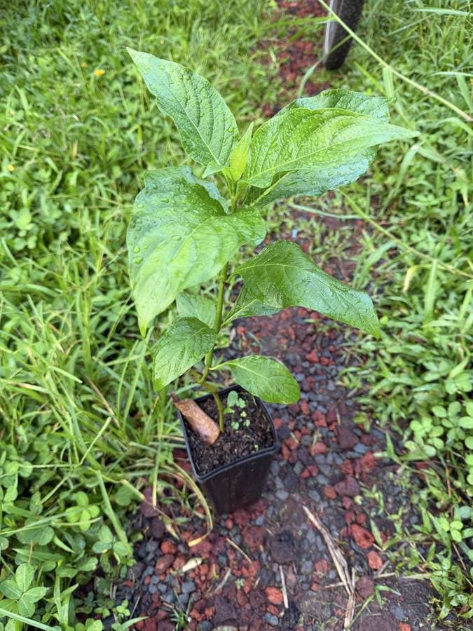 Yellow Plume Flower (Justicia aurea), photo 1 of 2