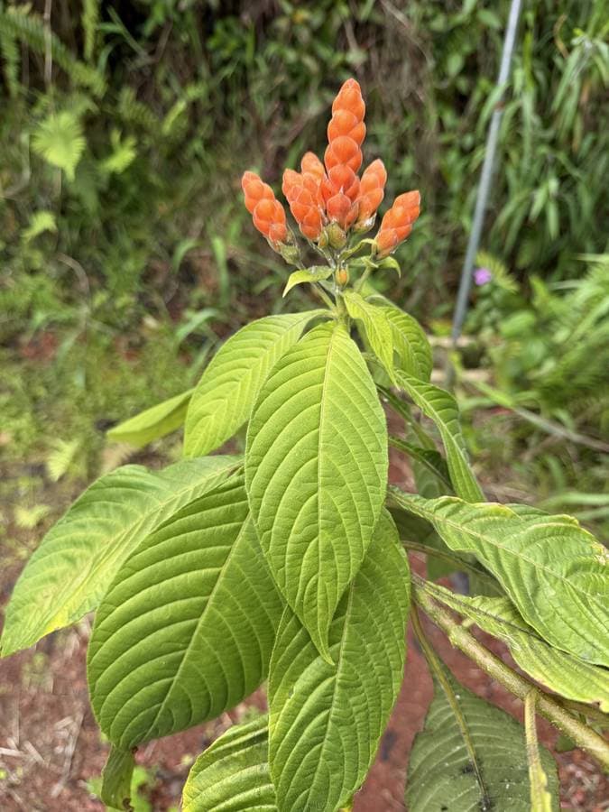 Orange Shrimp Plant (Aphelandra sinclairiana), photo 1 of 1