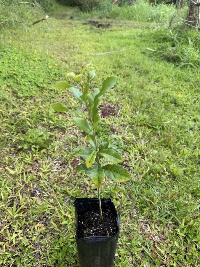 Southern Live Oak Sapling (Quercus virginiana), photo 1 of 2