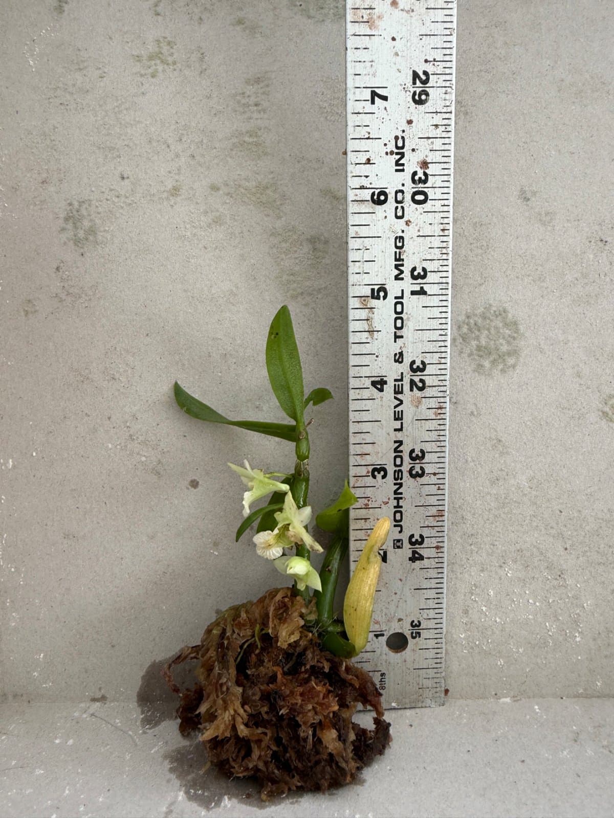 Dendrobium Orchid Ball (Dendrobium oligophyllum), photo 1 of 1