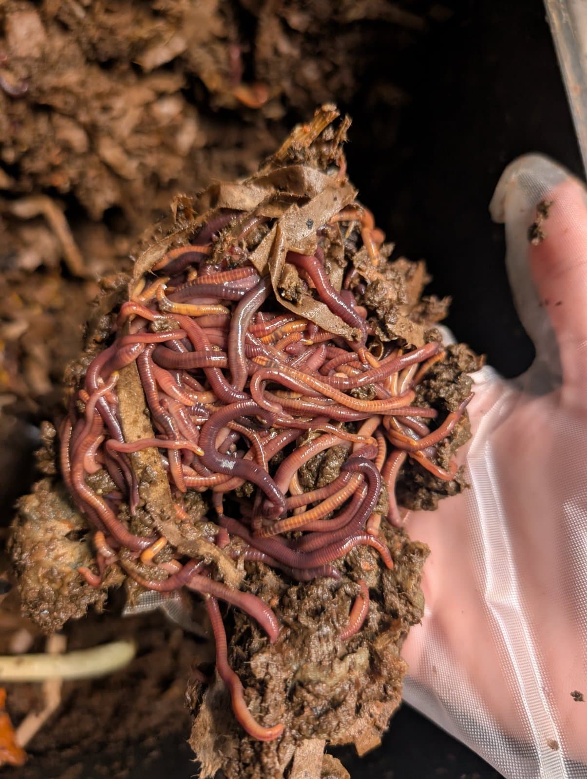 Vermicompost Worms, photo 1 of 2