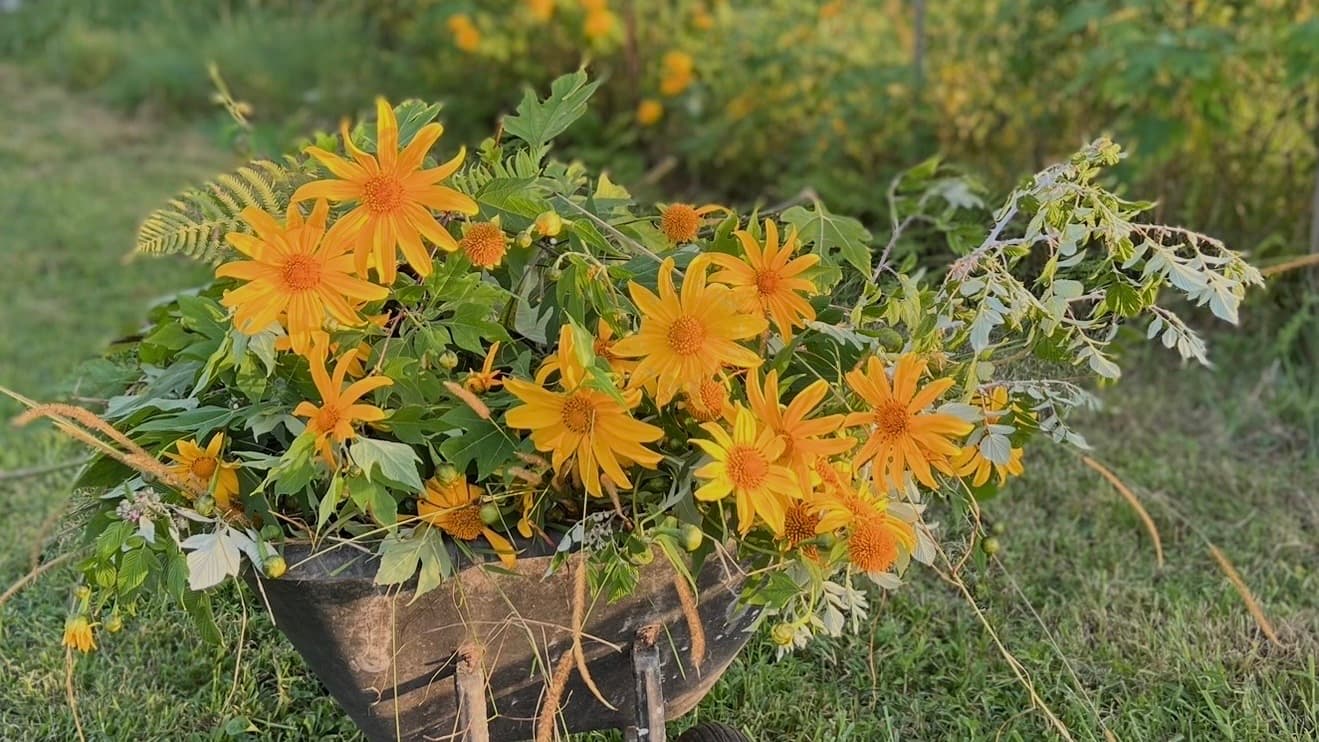 The Accidental Garden
