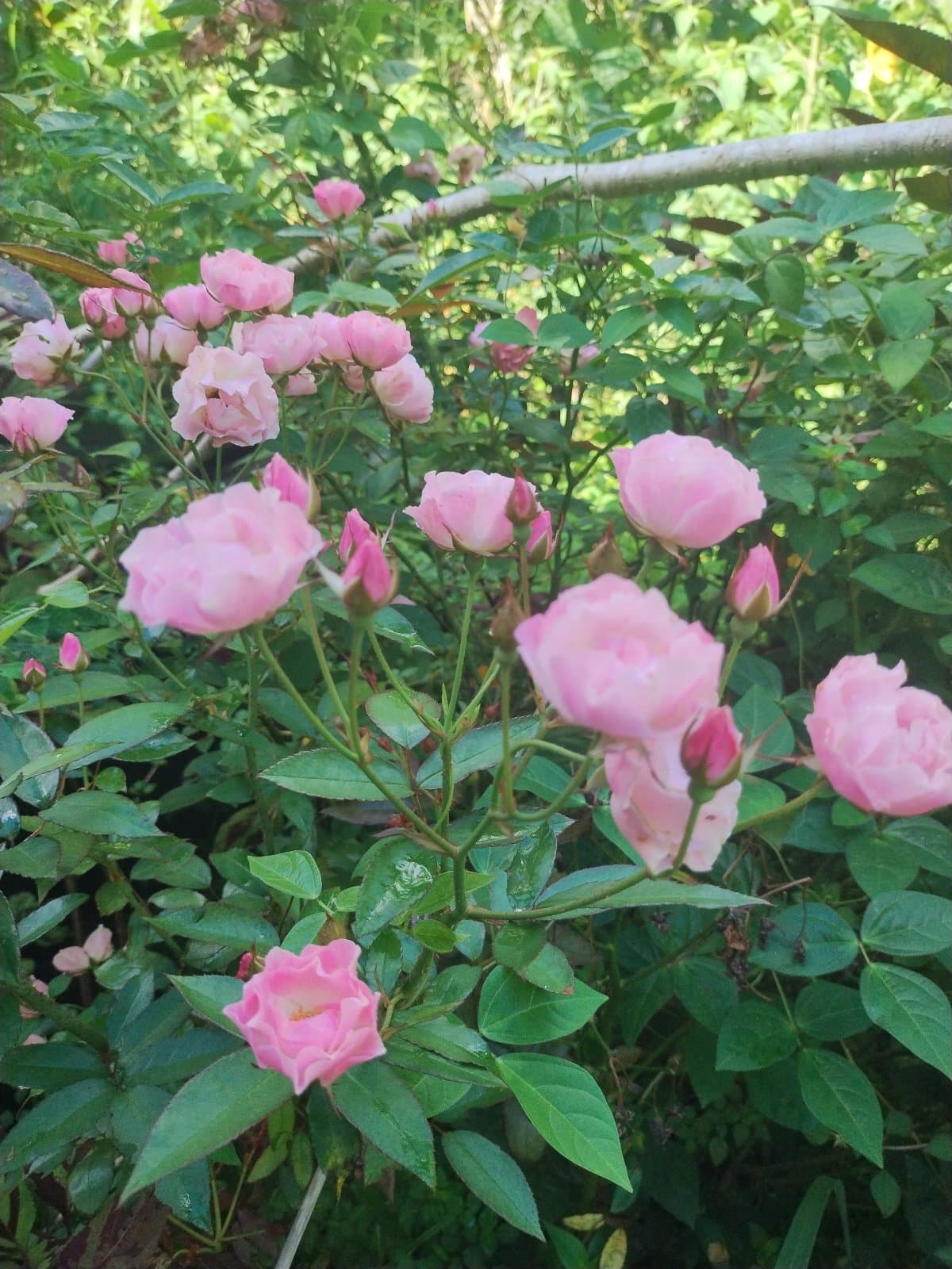 Pink Rose cuttings , photo 1 of 1
