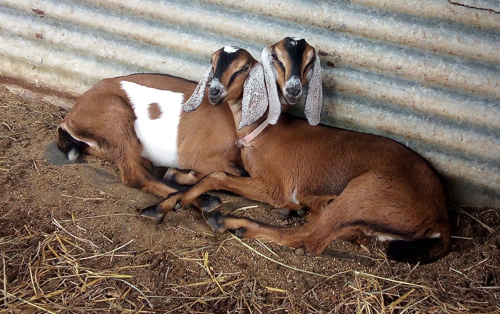 Registered Purebred Nubian High Production Dairy Goats, photo 1 of 1