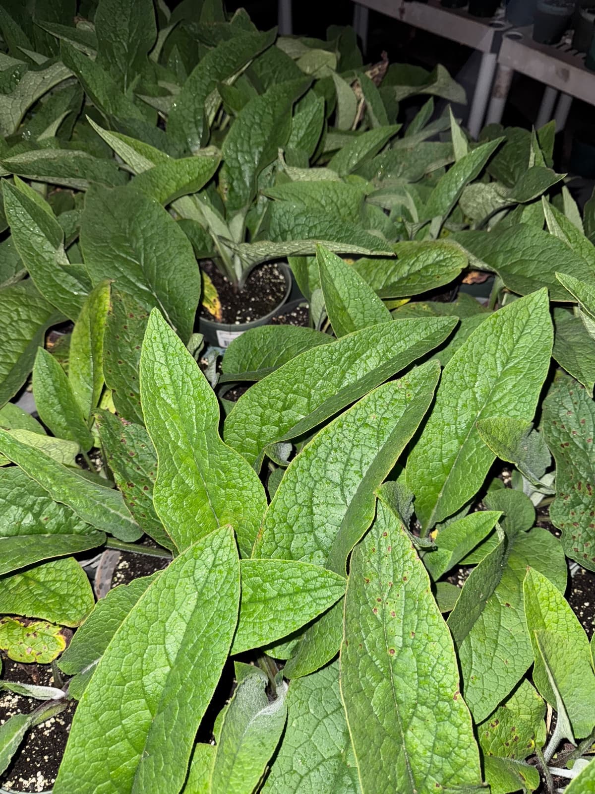 Comfrey plants and leaves, photo 1 of 2