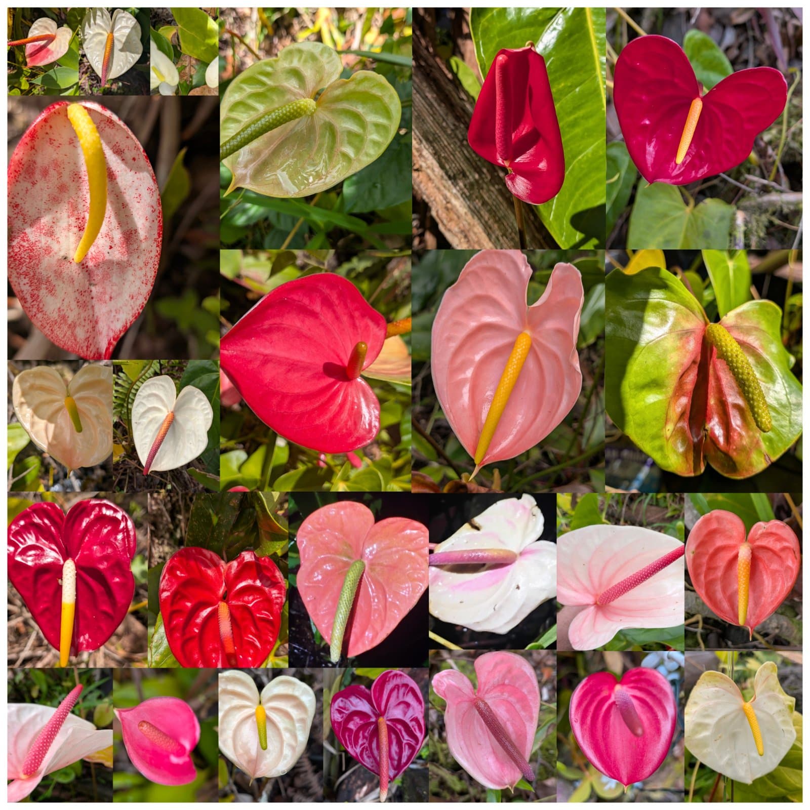 Live Plants Anthurium Collection , photo 1 of 4