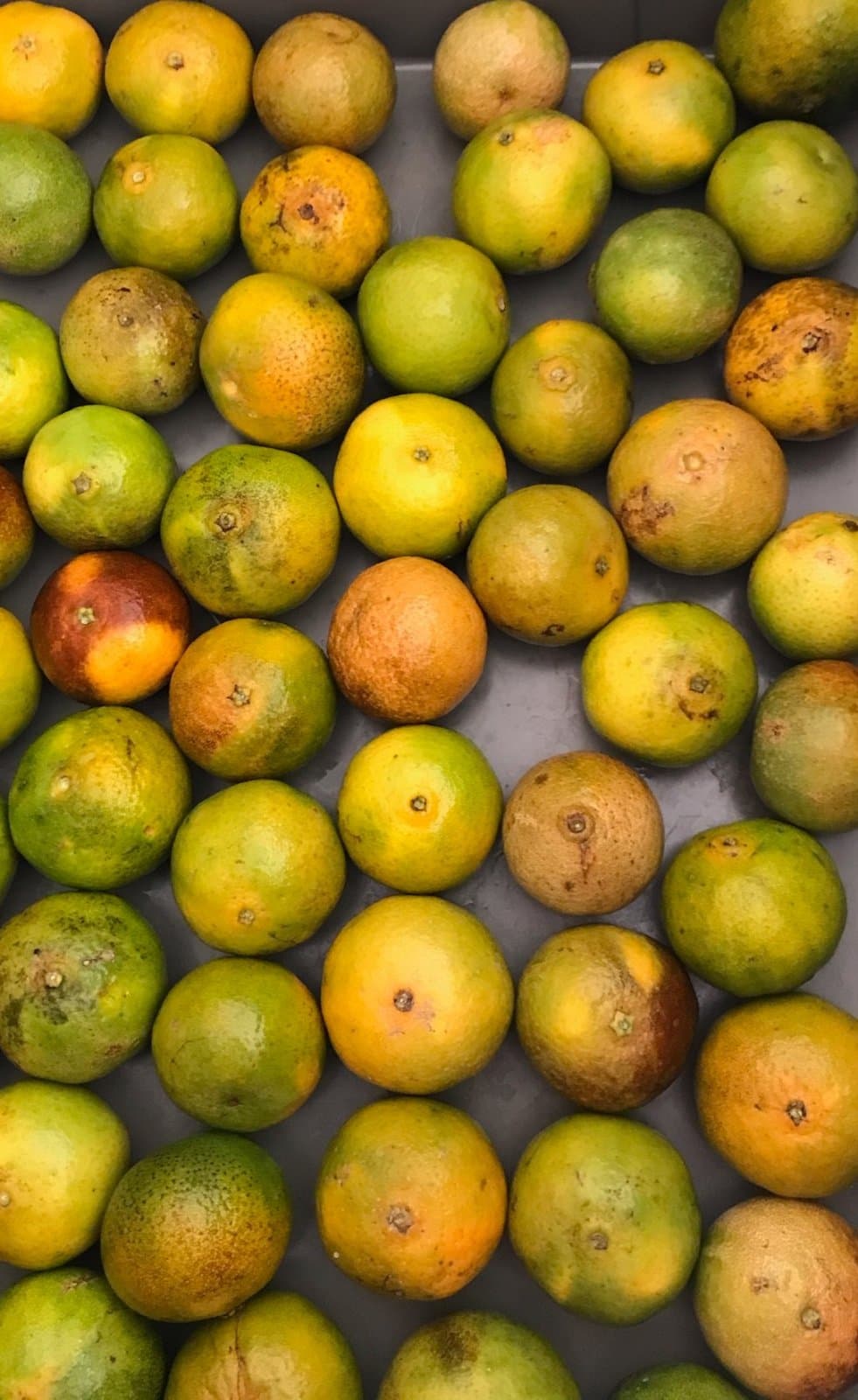 Haleiwa Gold Hawaiian Oranges , photo 1 of 1