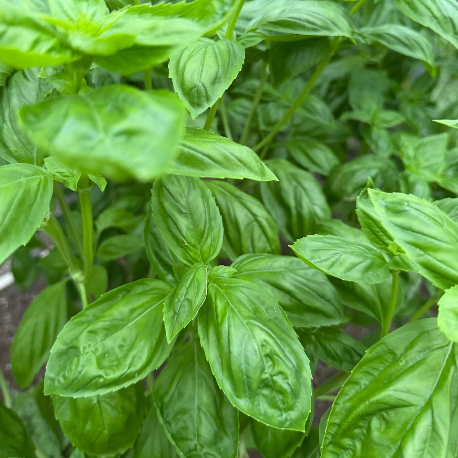 Fresh Italian Basil, photo 1 of 3
