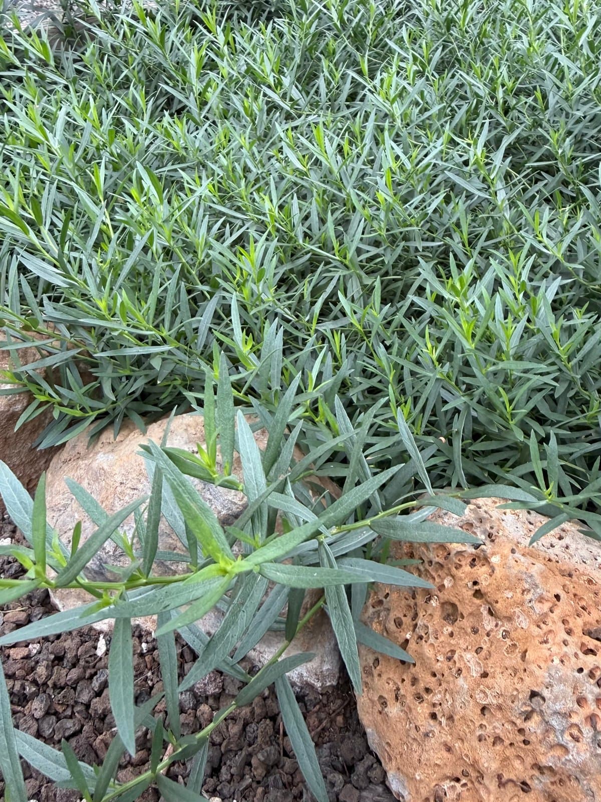 Fresh Tarragon, photo 1 of 2