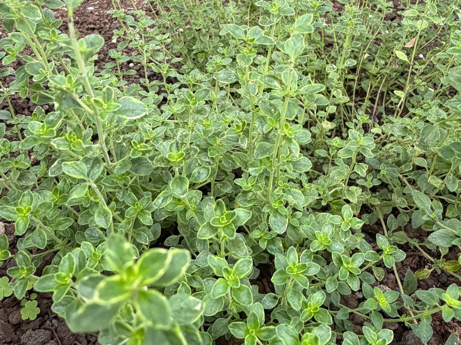 Fresh Lemon Thyme, photo 1 of 3