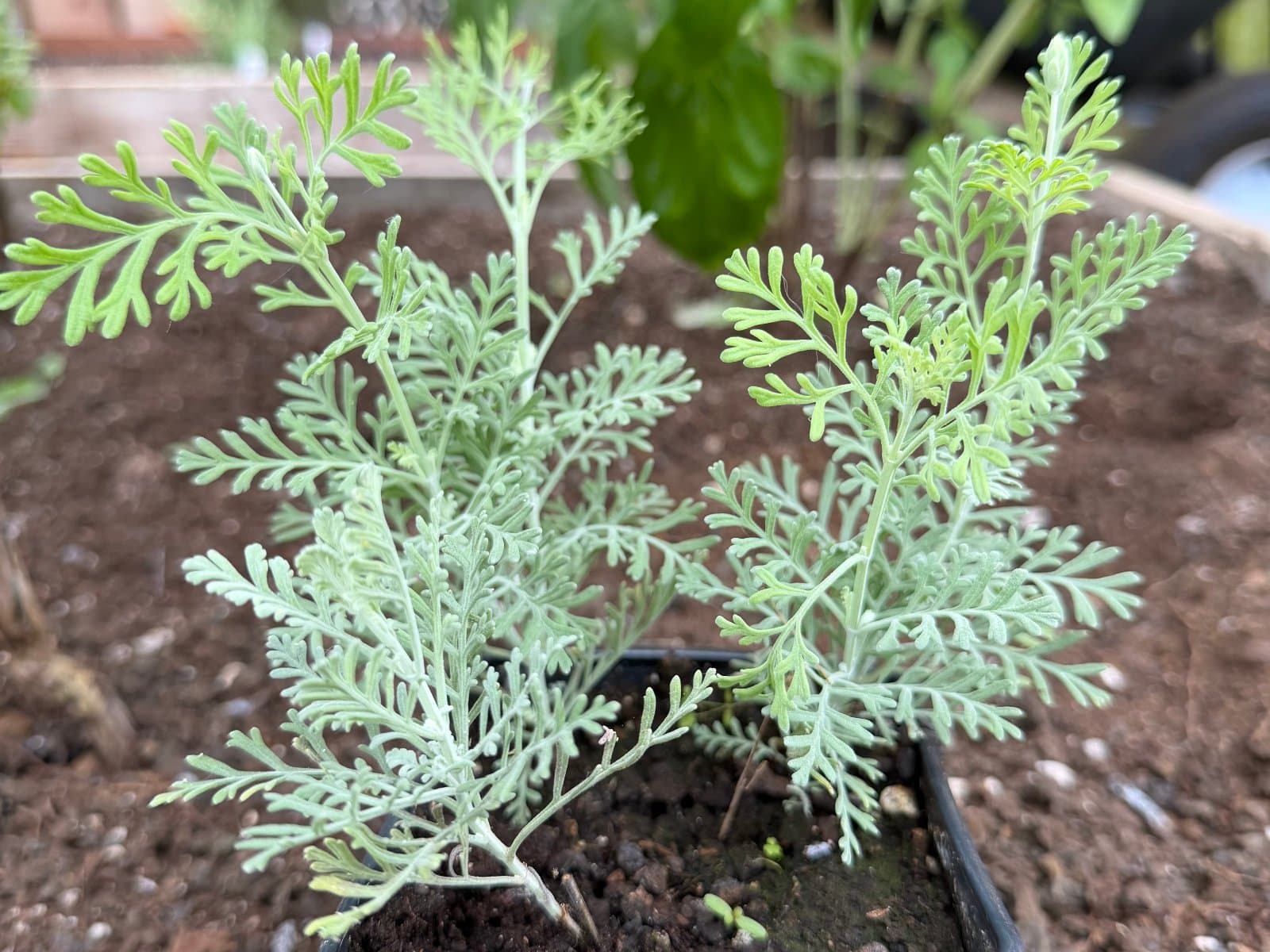 Fernleaf Lavender ~ Lavandula pinnata, photo 1 of 2