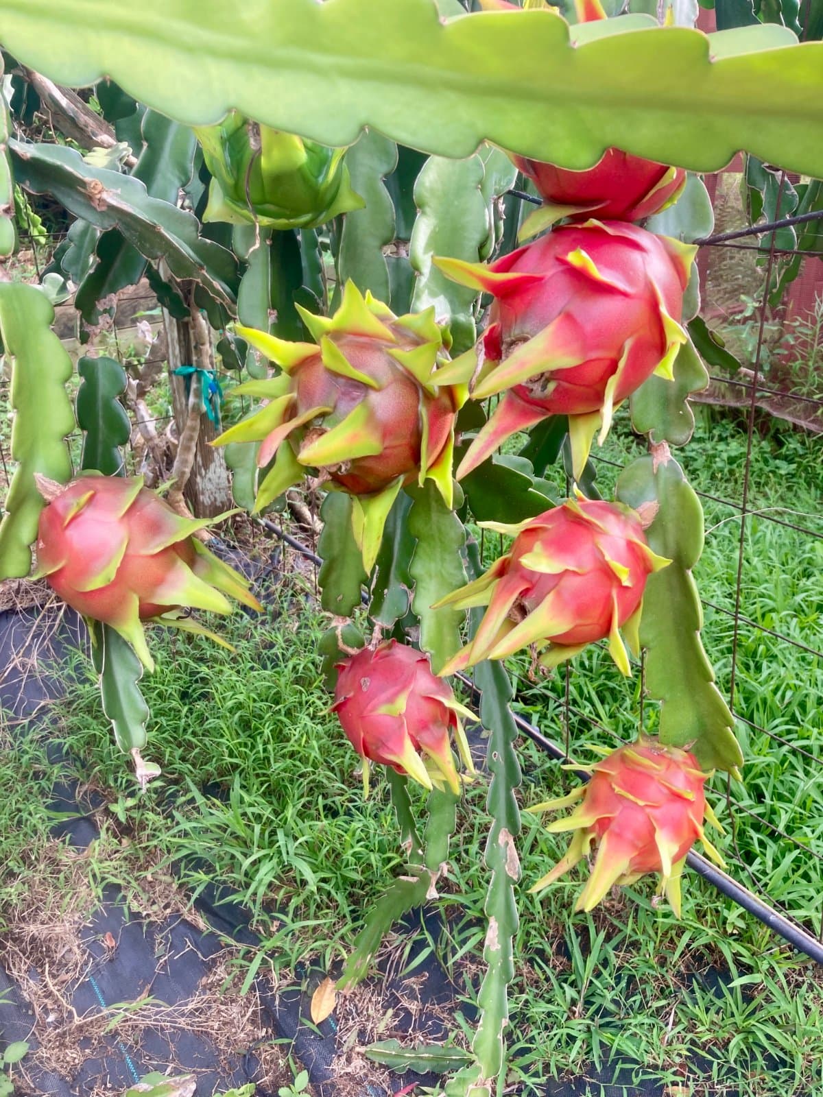 10 pounds of Upcountry organic Red flesh dragon fruit, for $30, photo 1 of 3