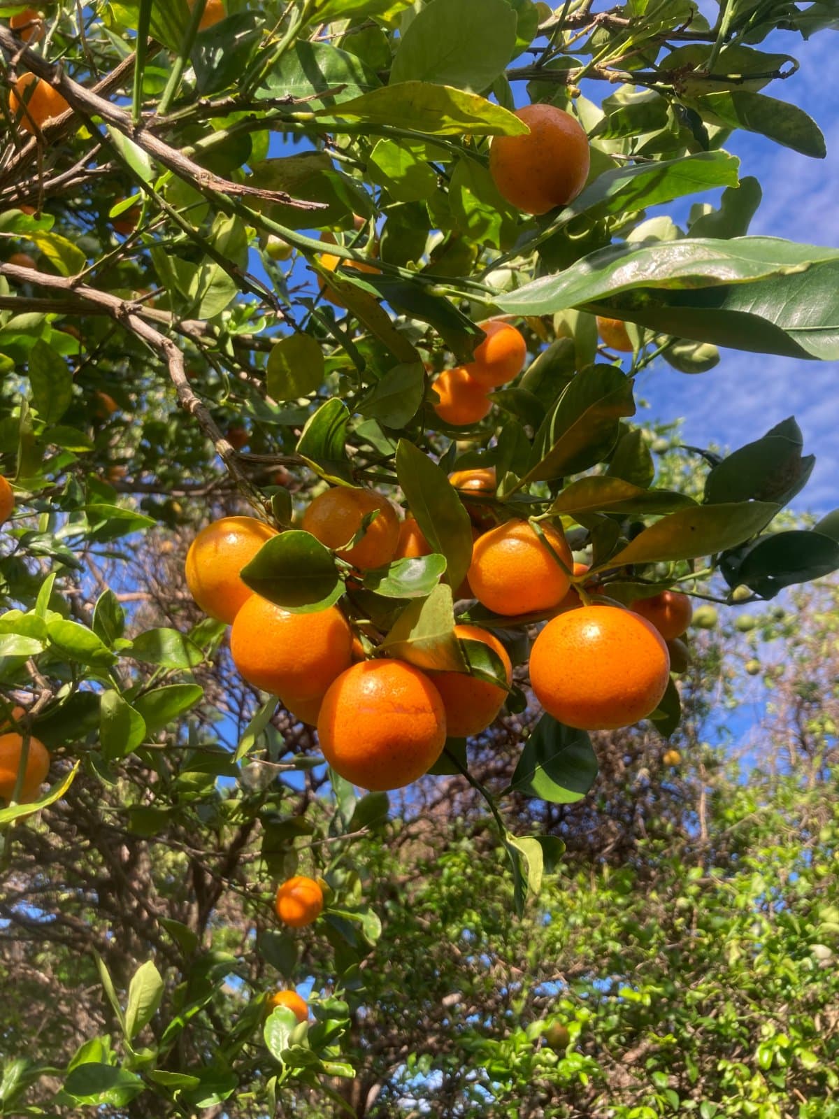 Maui Mixed Fruit Bag 🍋🥭, photo 1 of 4