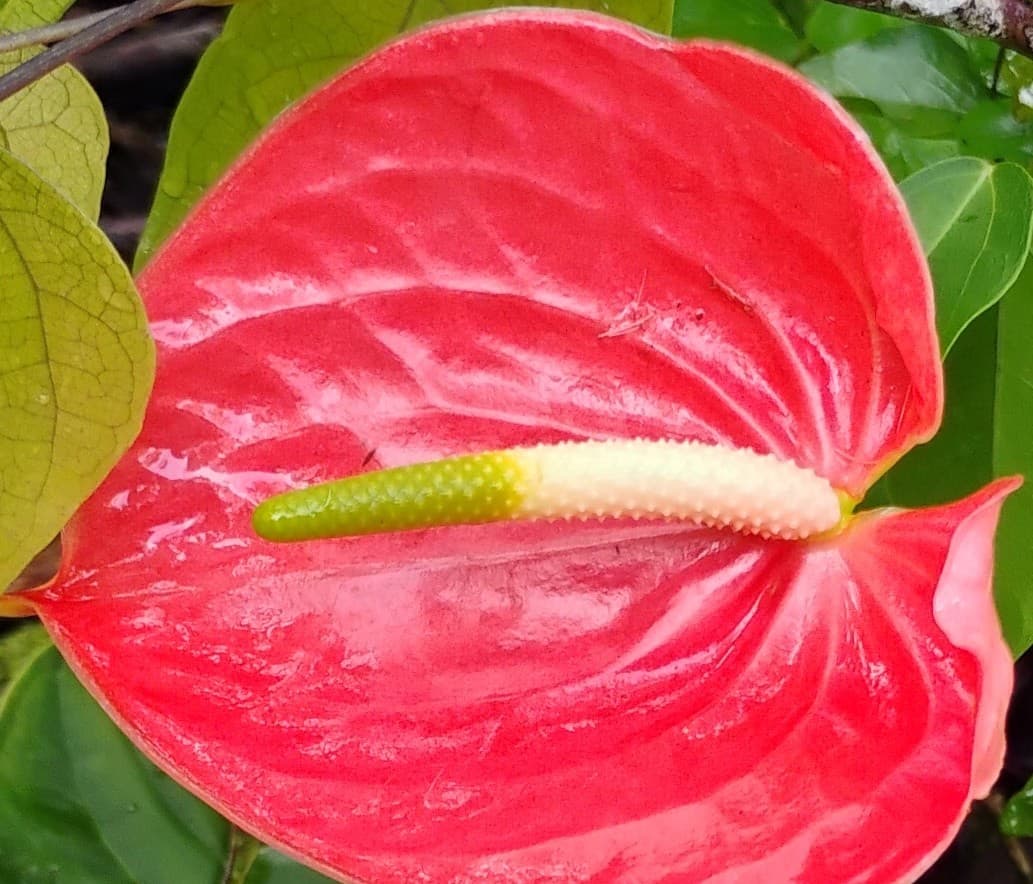 Anthurium Flowers Live Plants See Pictures! & More, photo 1 of 4